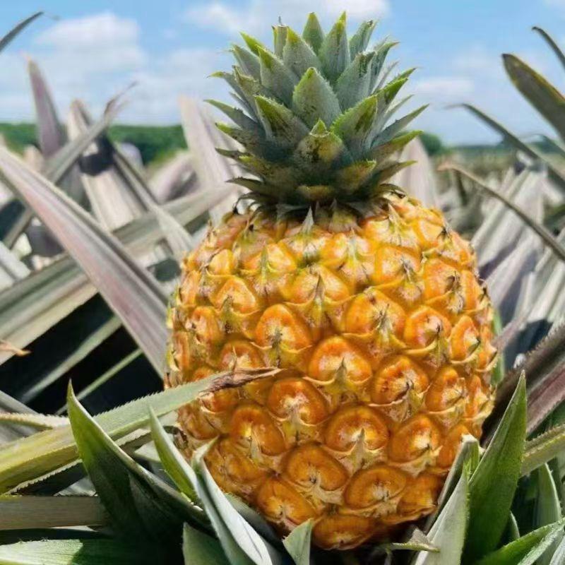 芒果凤梨基地3号