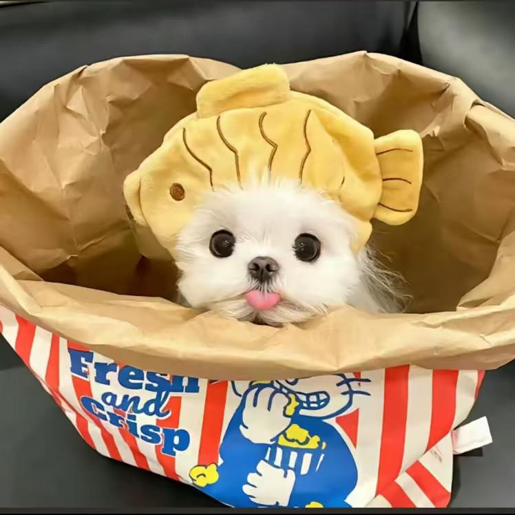 小圆不圆（1000🎁）