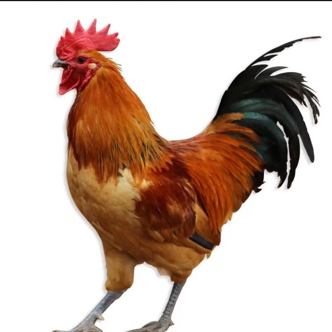 大红公鸡