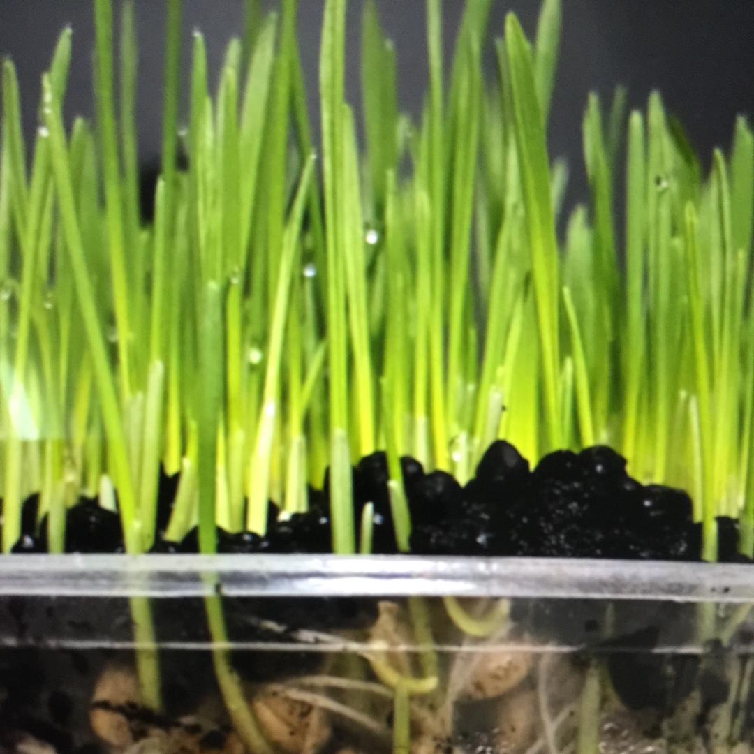 慕慕优质花卉肥料店