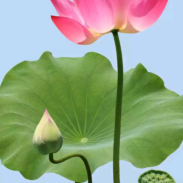 何华江