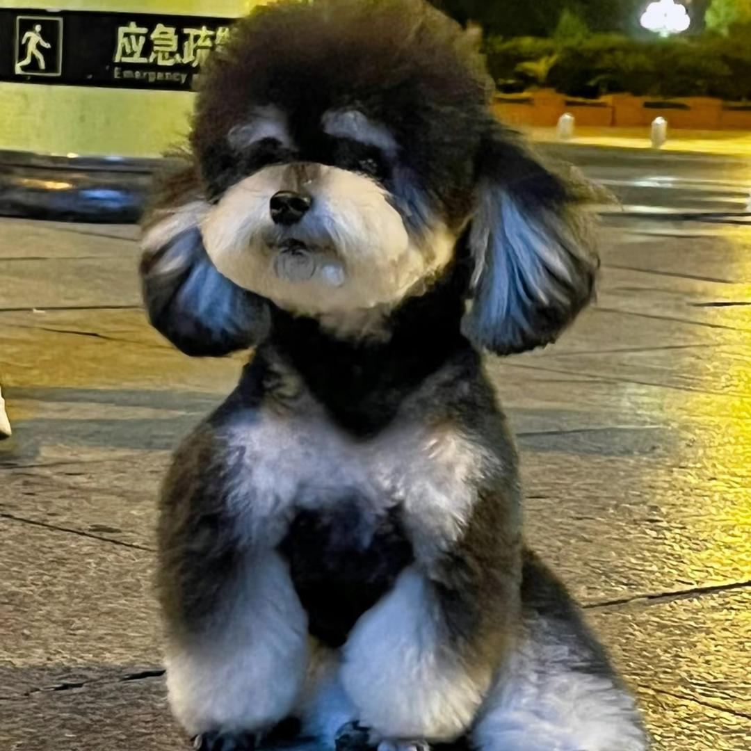 人间小可爱