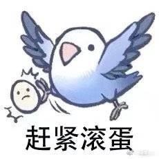 愤怒的小鸽