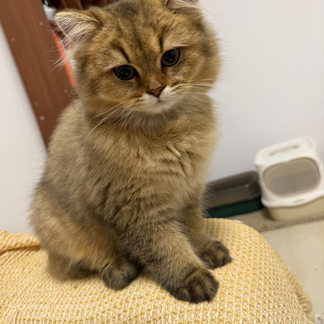 土豆泥火鸡面（万达8号）