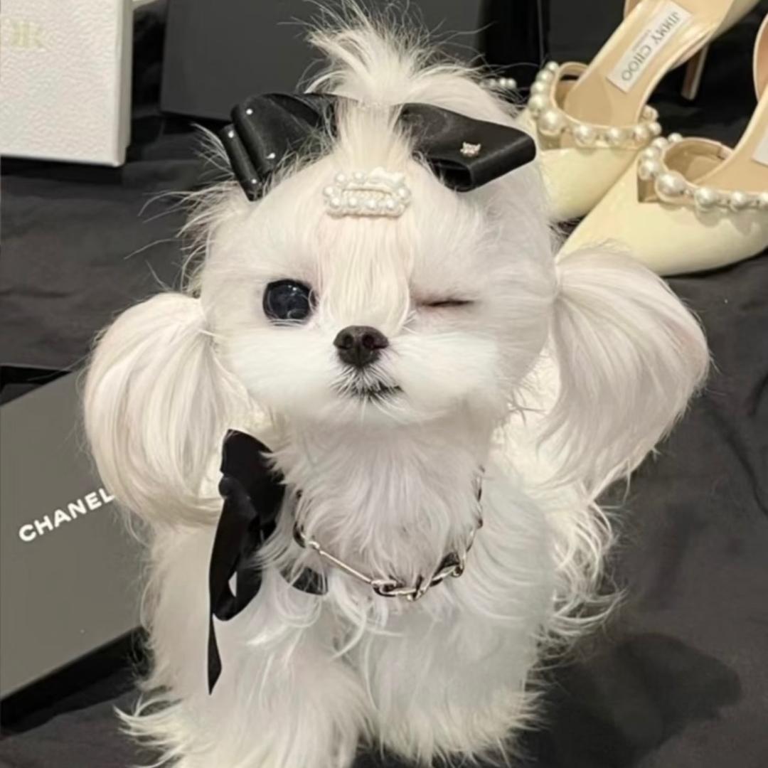 小熊家中高端宠物