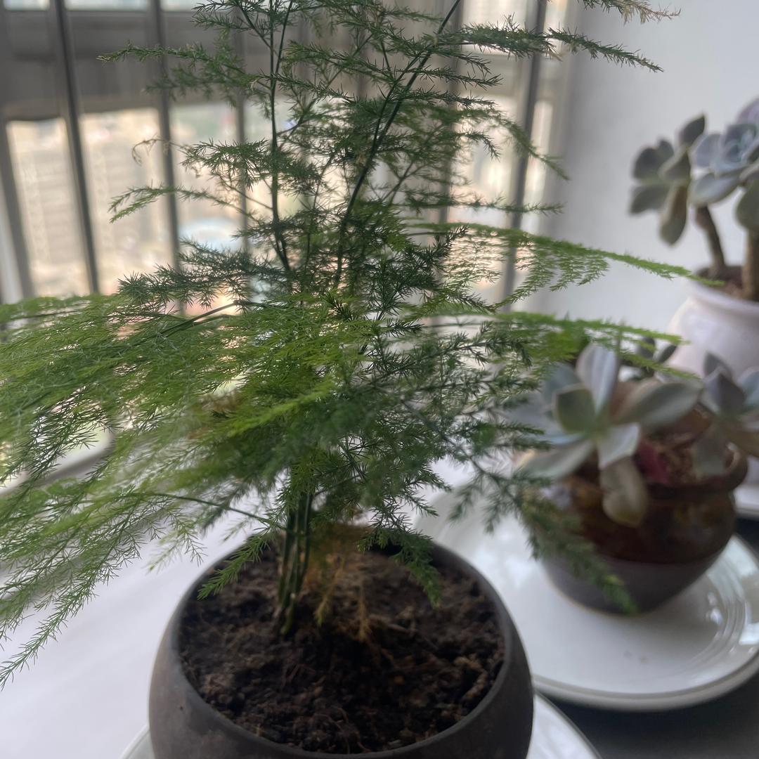 小三哥