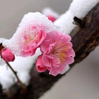 江山多娇（🌲）