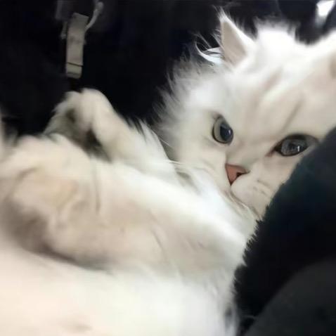落花