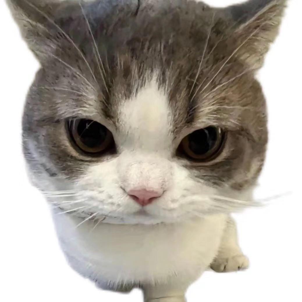 老猫*（暗区无限pc）