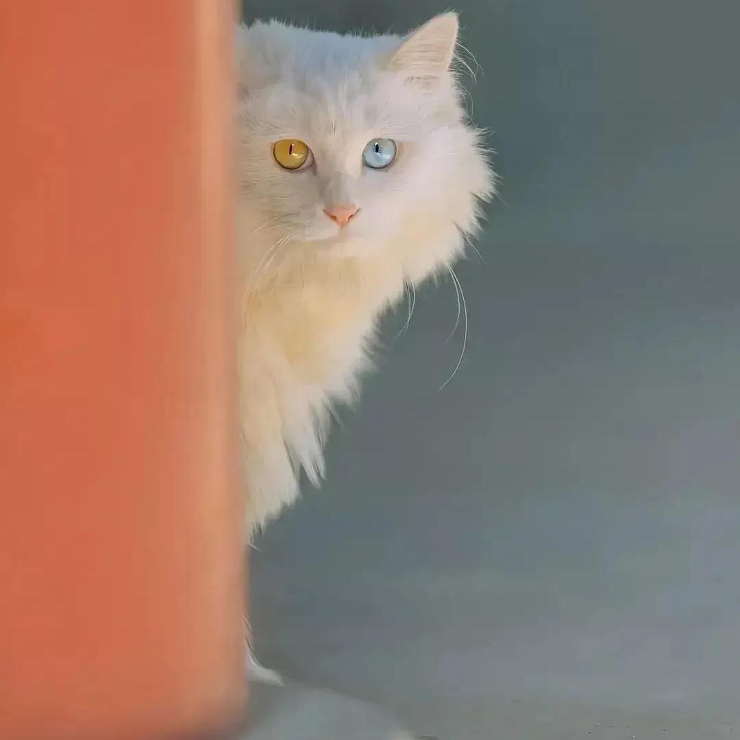泽枫