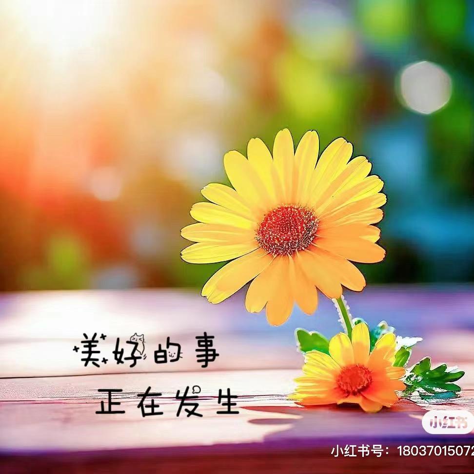 木白巾