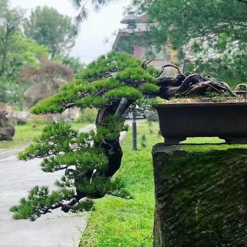 阿龙流动烤全羊