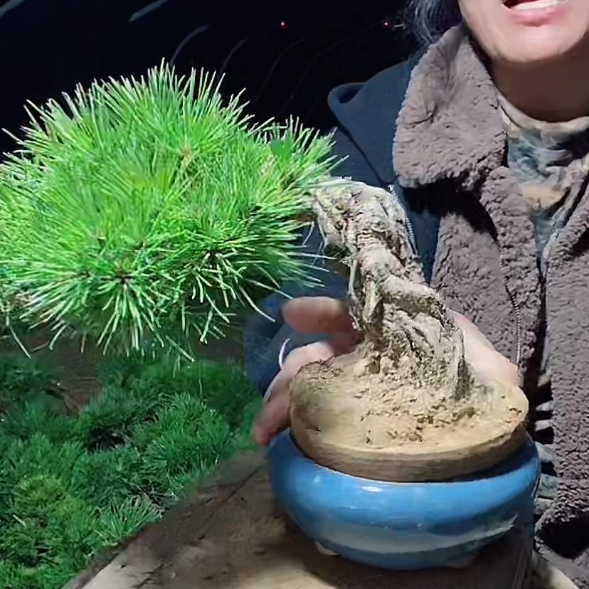 沭阳县春逸玖花卉绿植优品小铺