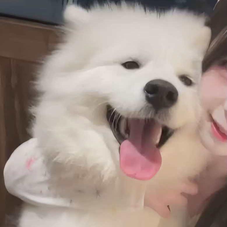 爱吃大菠萝-娇丘