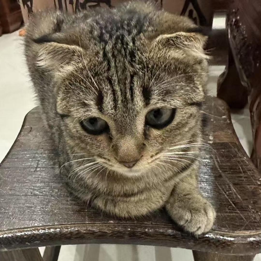 小咪