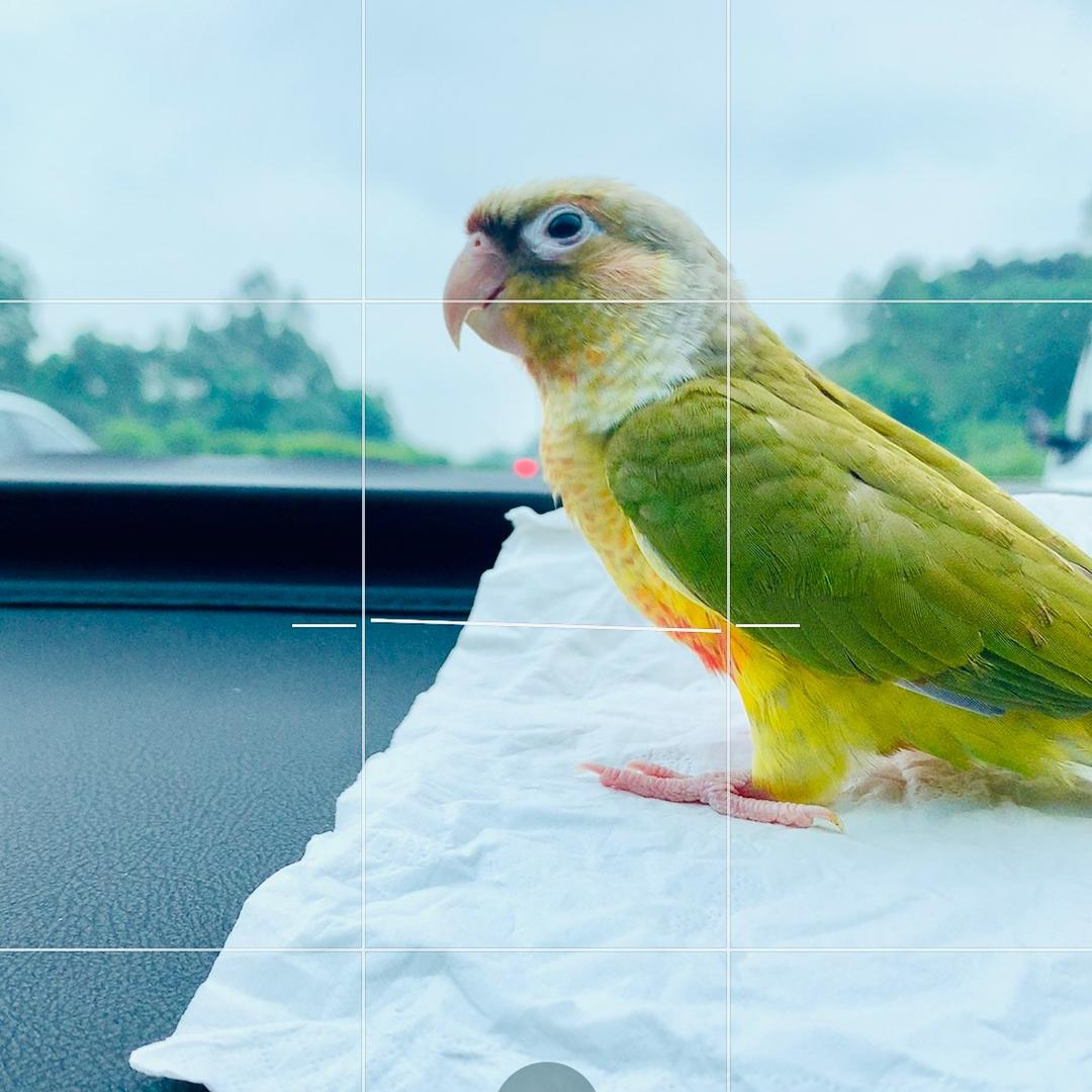 手养鹦鹉臻选阁