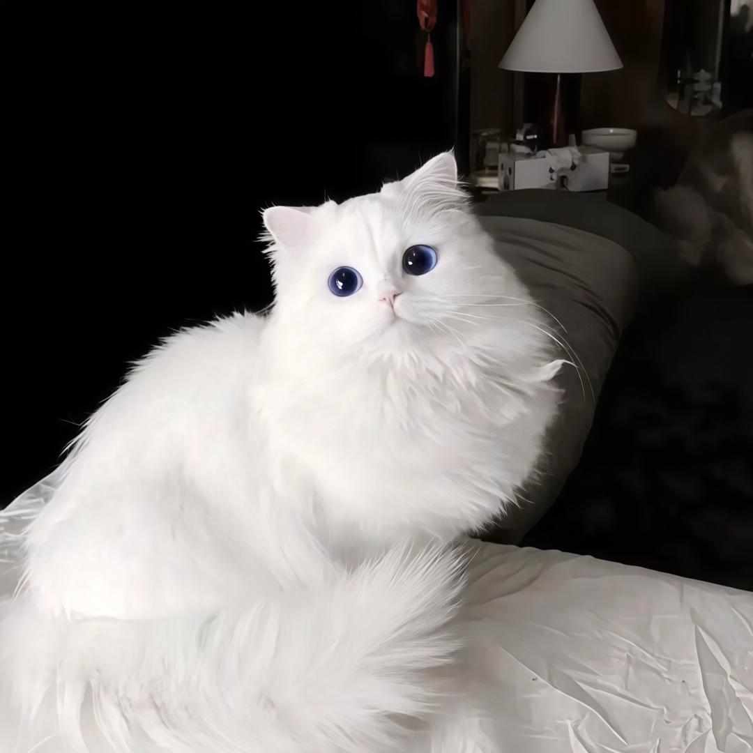 泡菜鱼