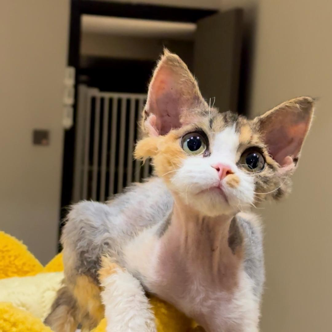 沈阳小盟主德文卷毛猫2⃣️