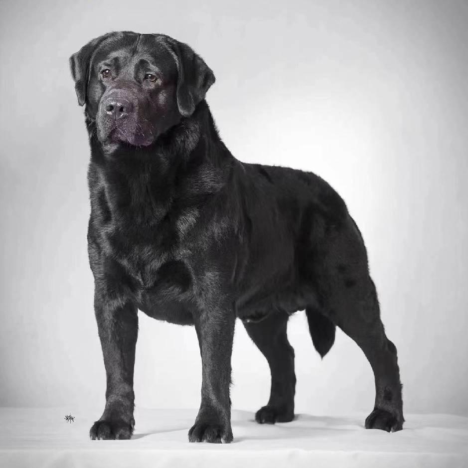 幸福拉布拉多犬舍