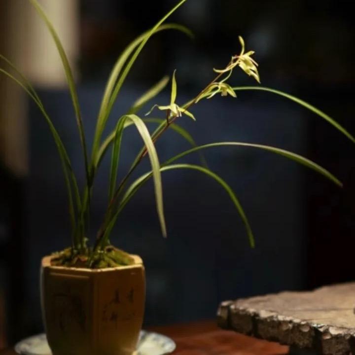 宜兴兰之器精品紫砂花盆