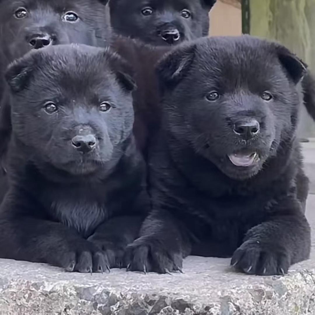 邻里超市振露拓商贸乐乐直播号