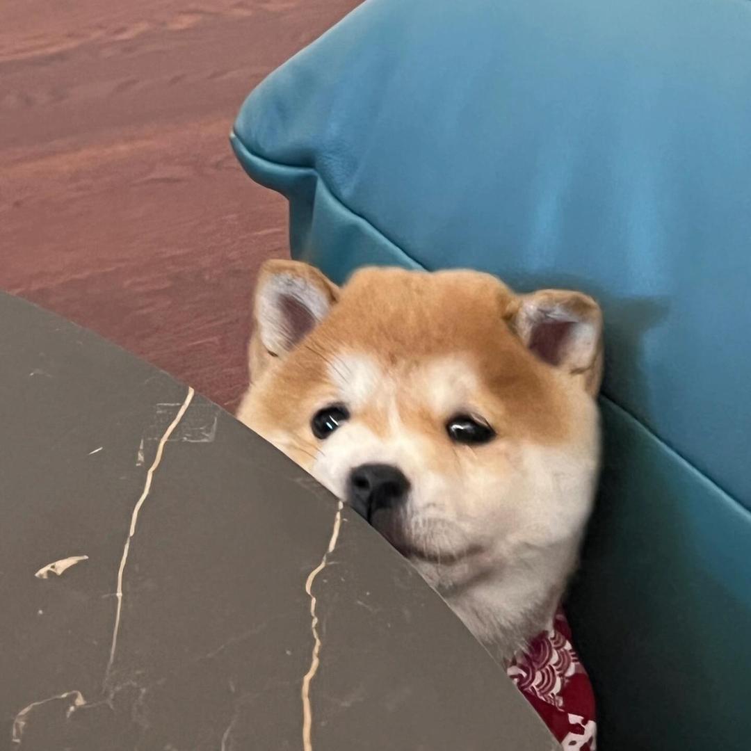 欣欣宠物