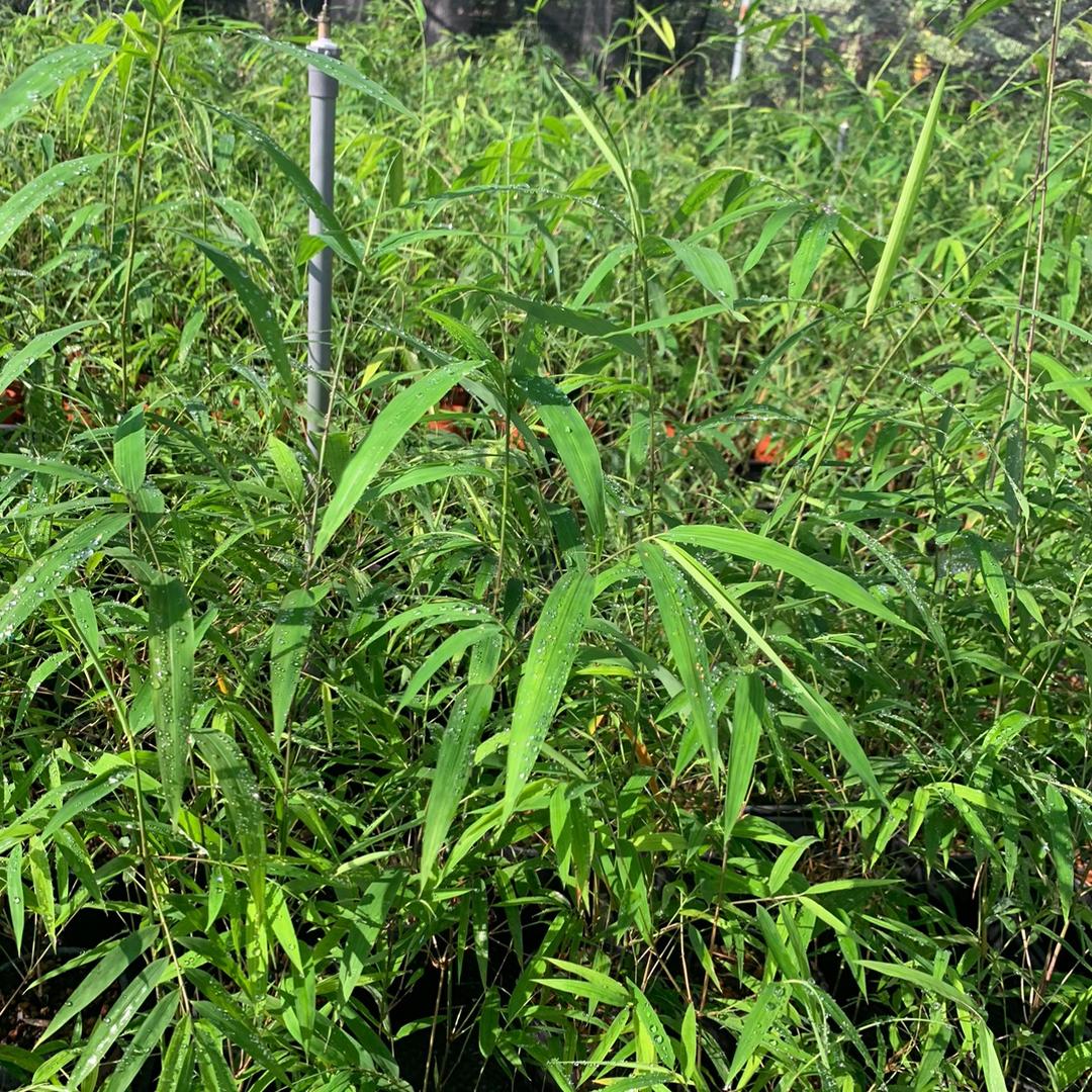 阿宝绿植基地「批发找客服」