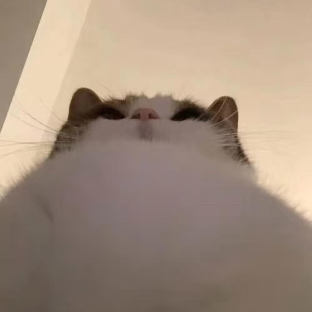 猫猫雨