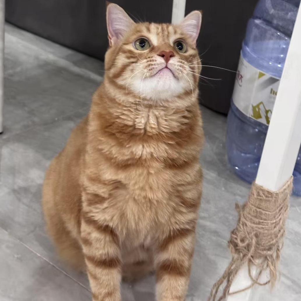妙妙大魔王🐱