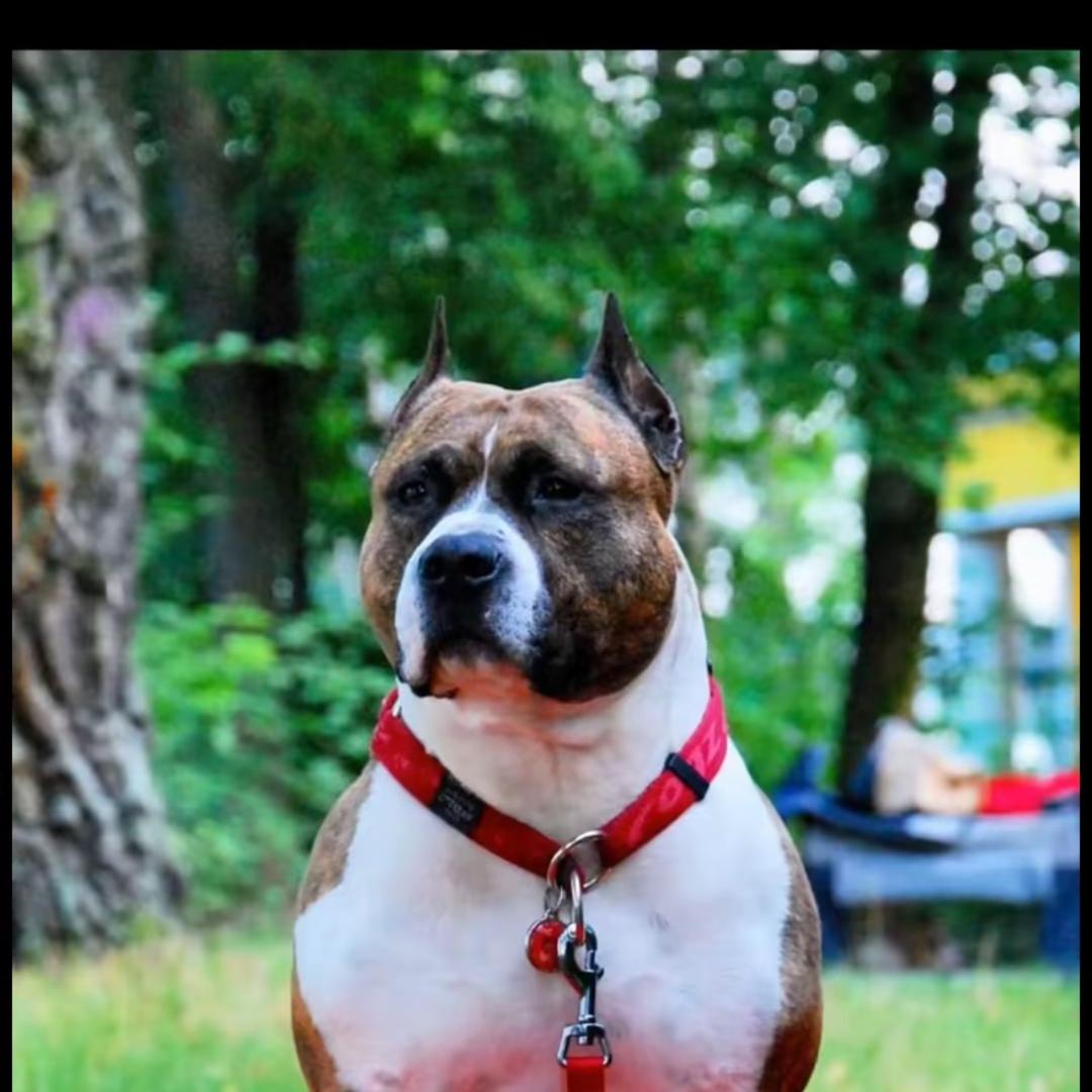 鲁信斯塔福犬舍