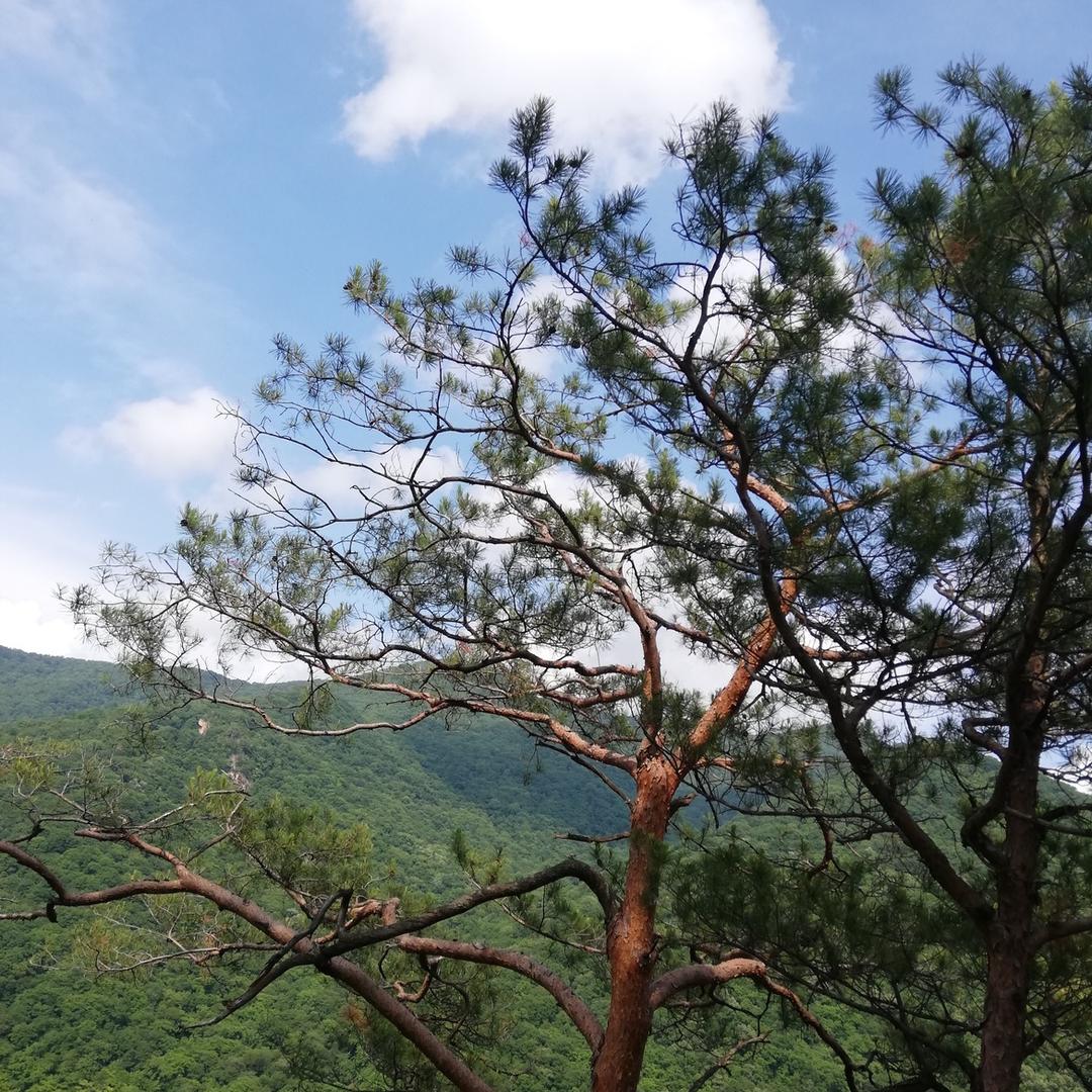 手艺人东北华哥