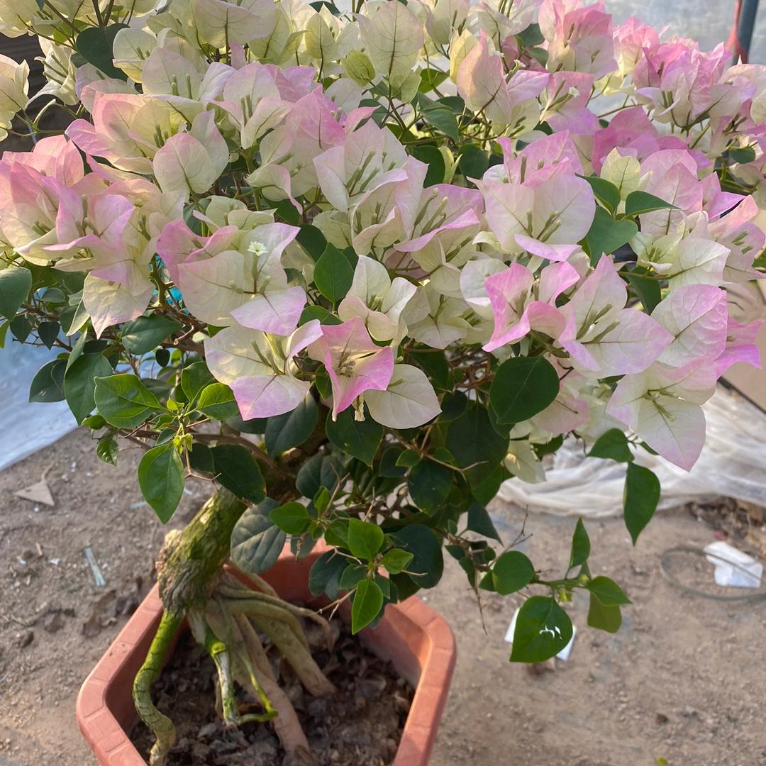 恩琪园艺三角梅