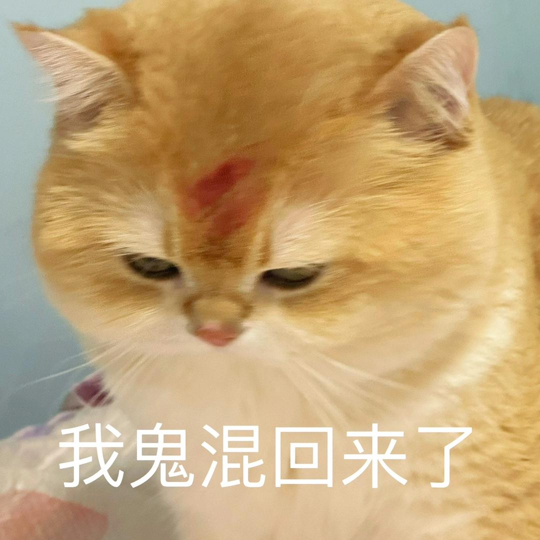 窝窝猫咖