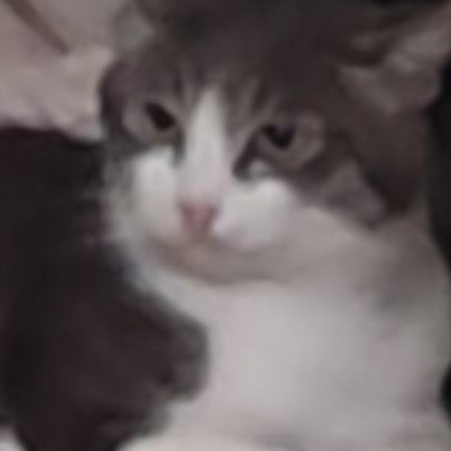 jdh头像