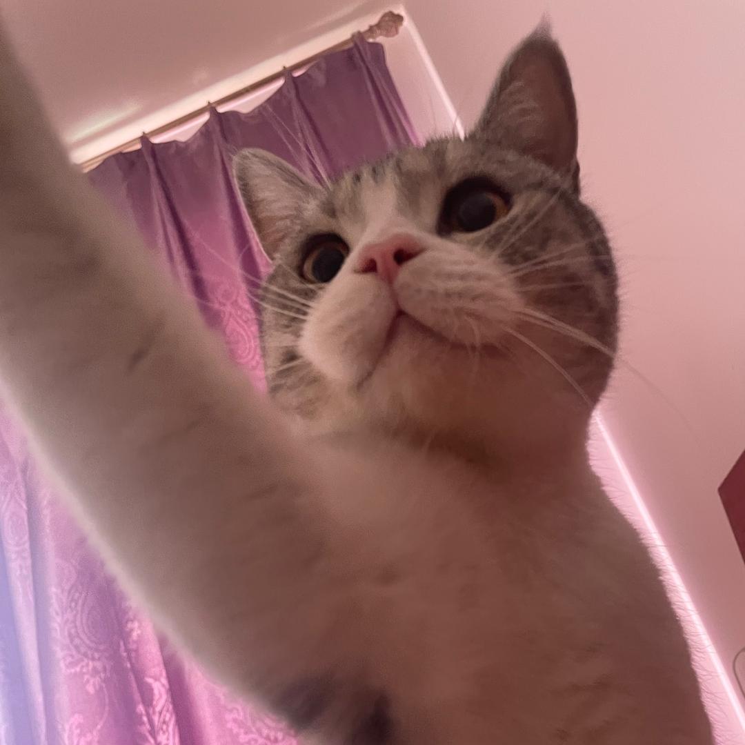 糕子
