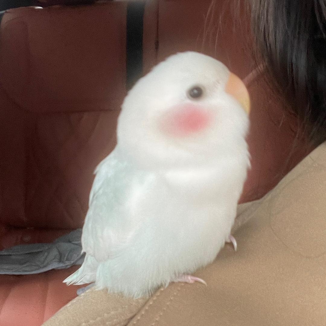 偷油婆想当网红