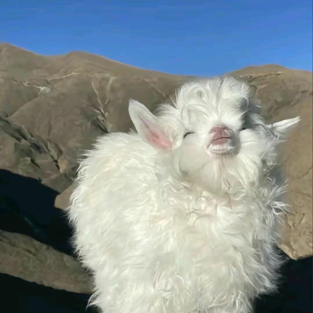 萨摩耶爱吃土豆