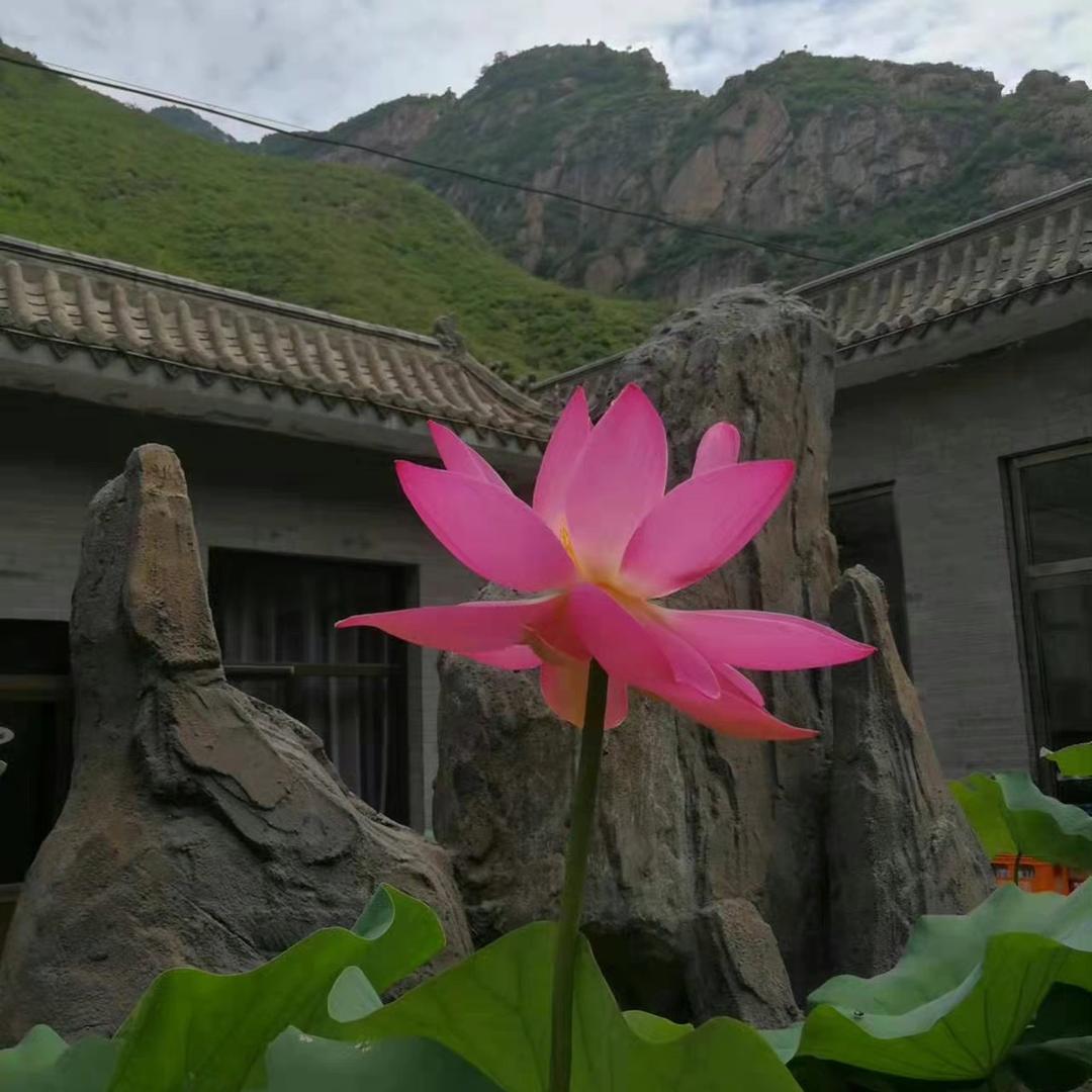 人间富贵花