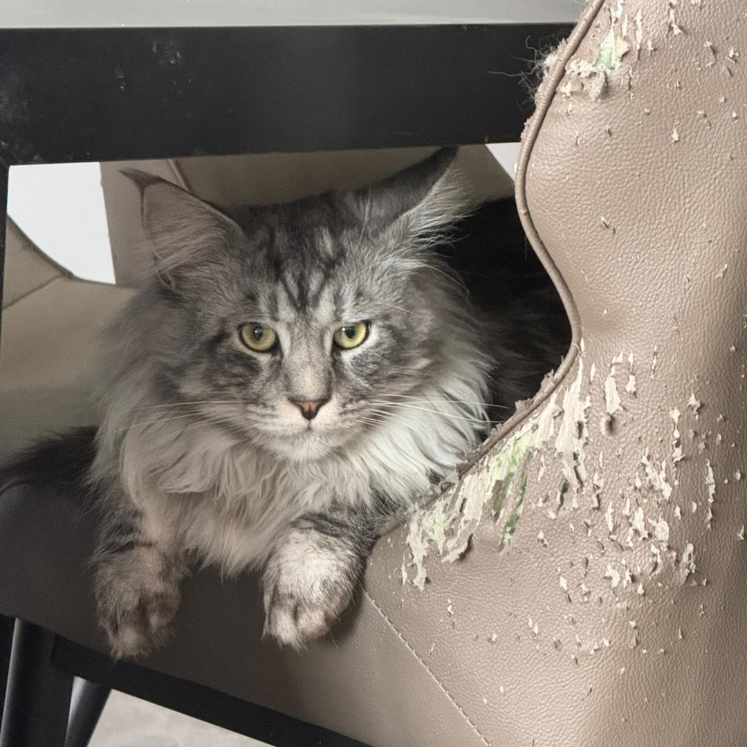 有只猫咪叫～酸奶🐈‍⬛