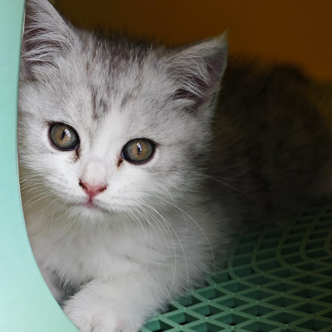 米兜（嘟嘟）