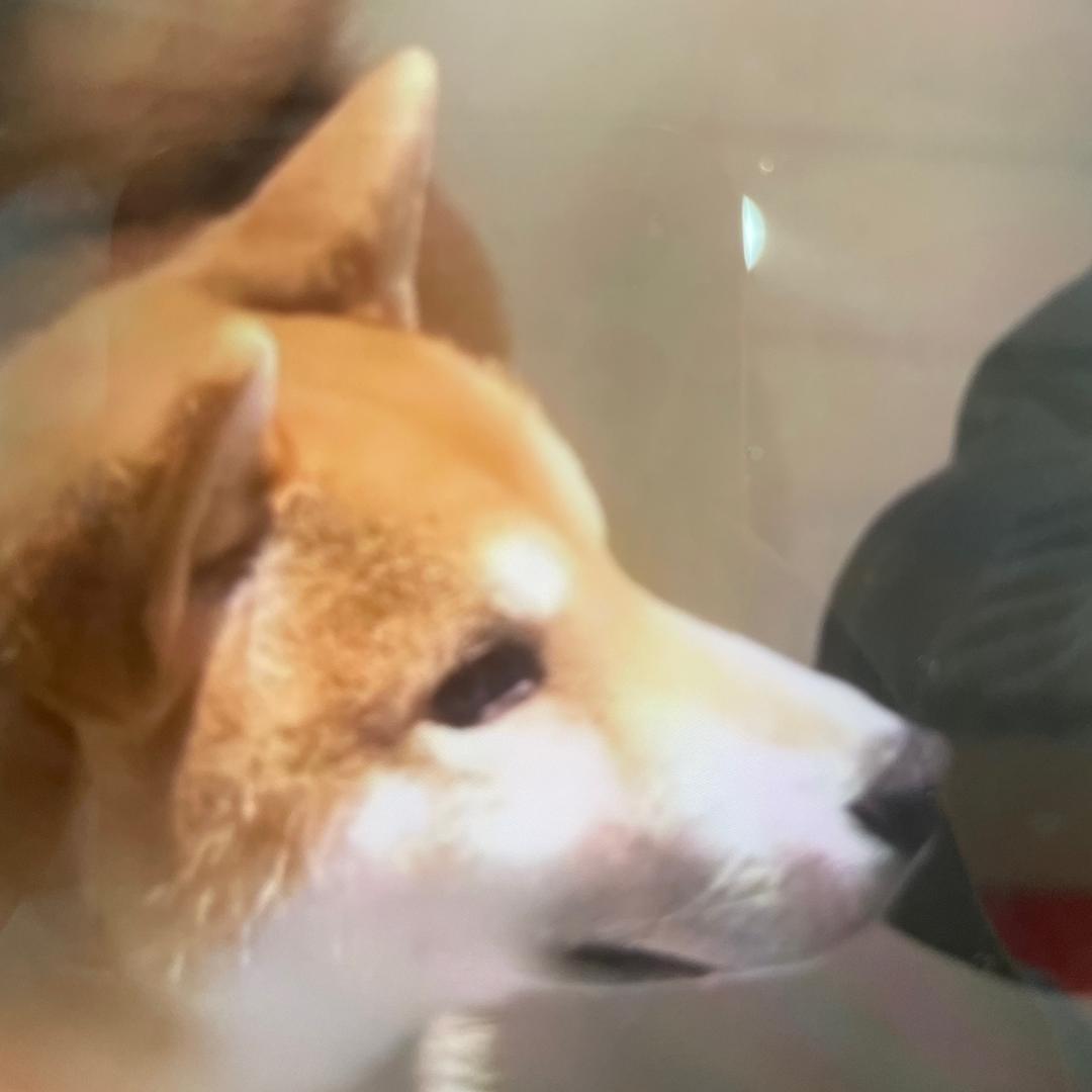 前行者