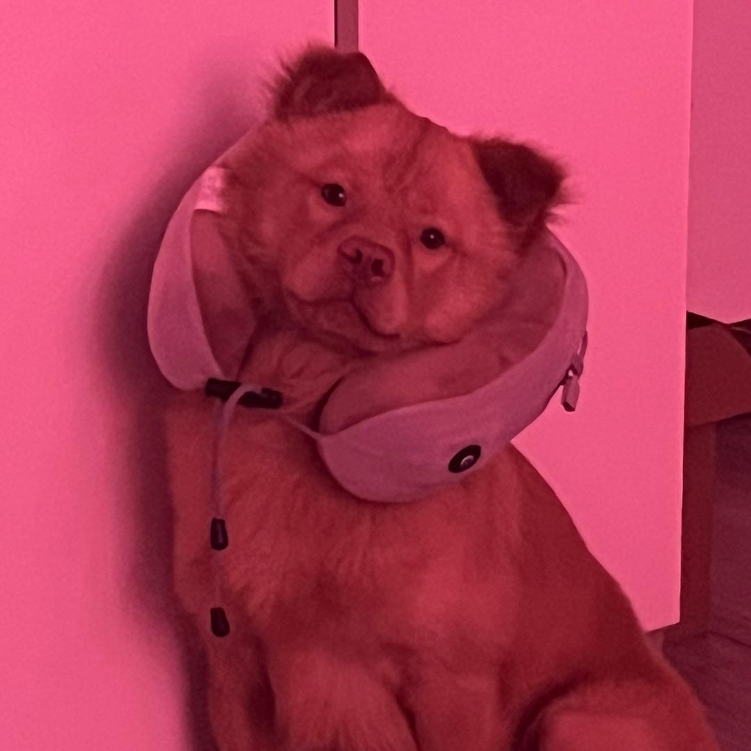 佩莉和汪汪的家