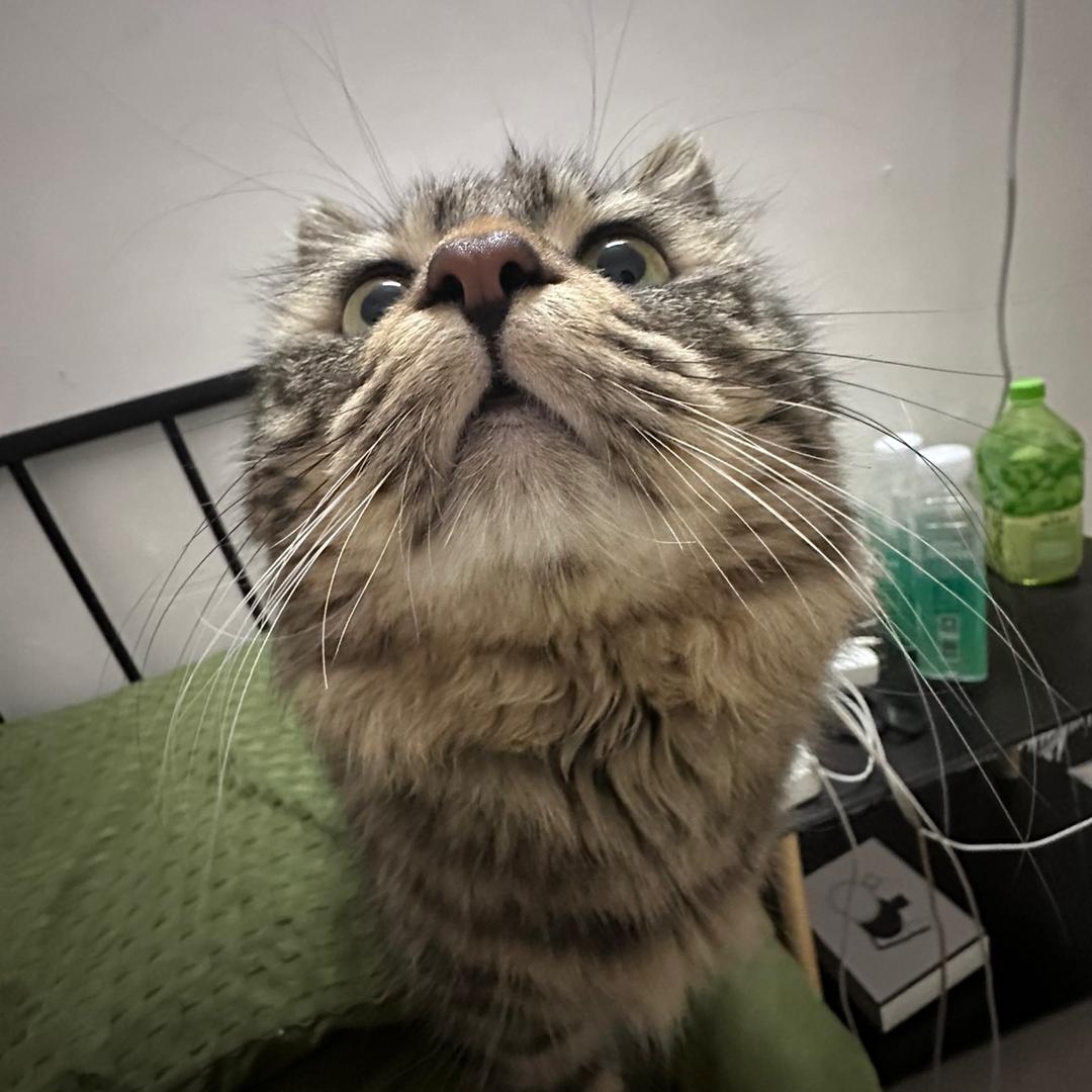 胡糯咪