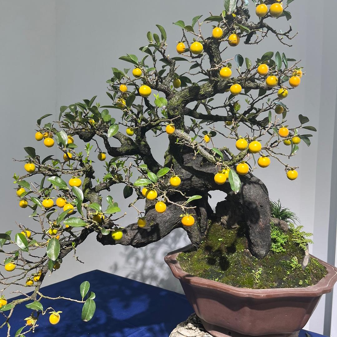 景宏花卉盆景
