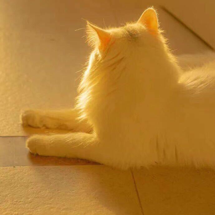 港子里的猫