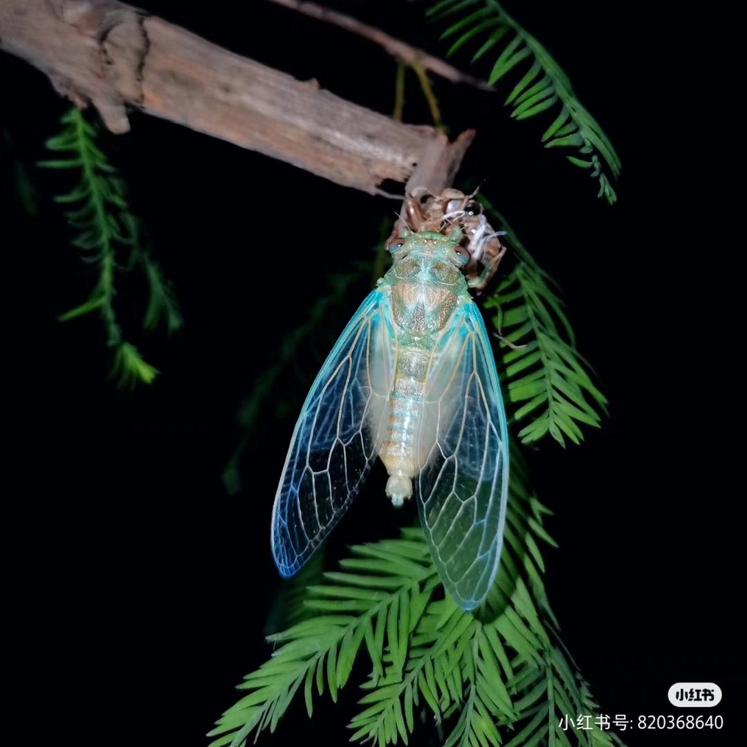 芦笋金蝉共生之道