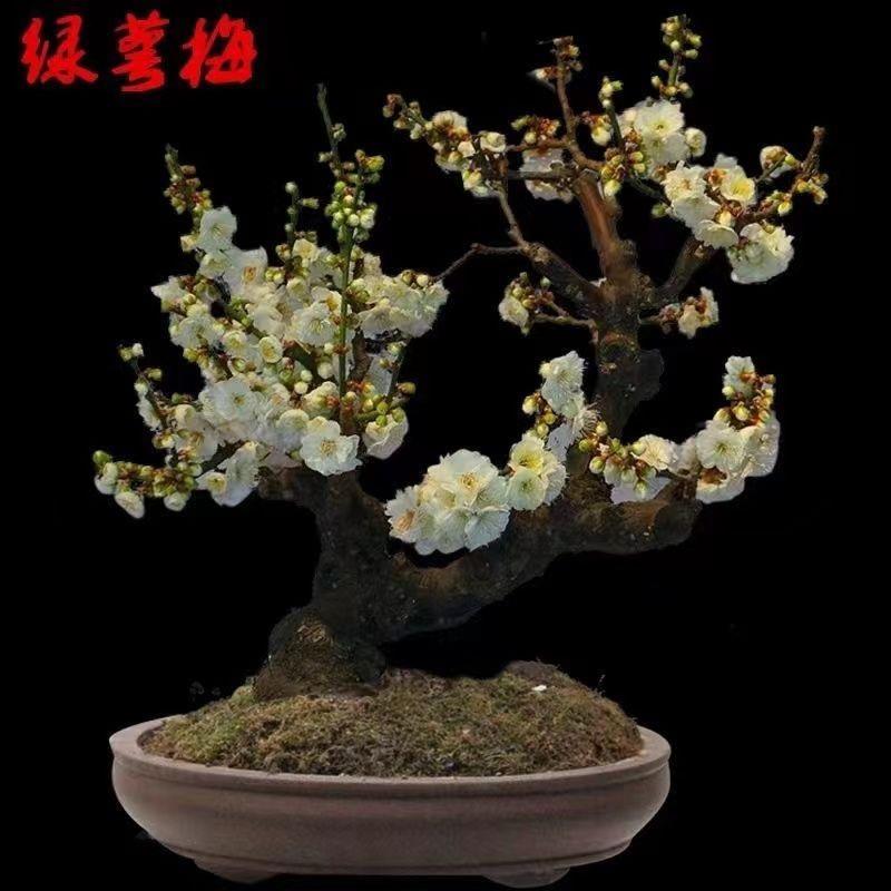 梅痴花坊