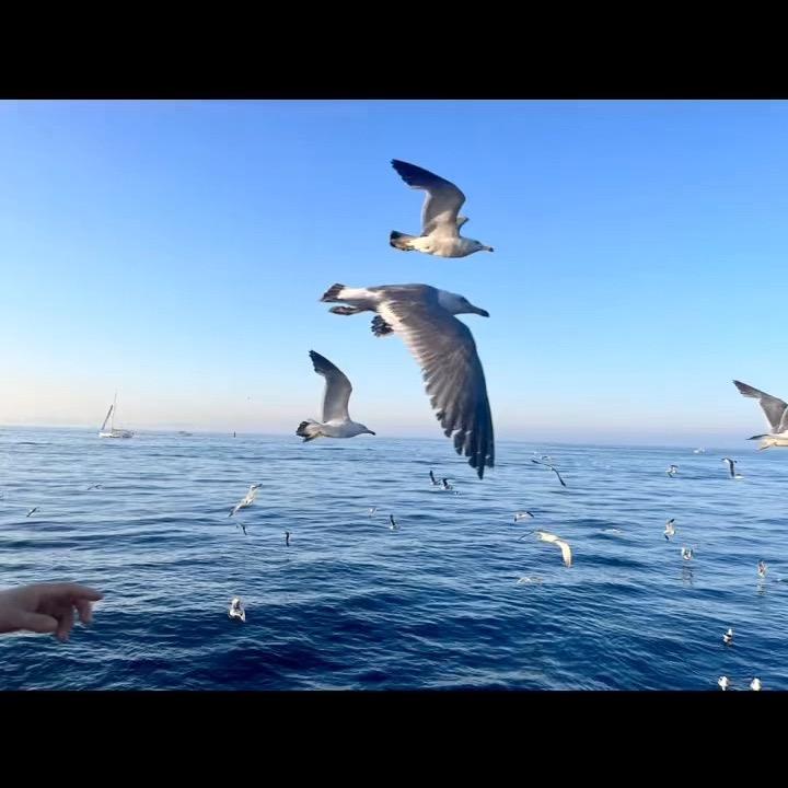 forFreedom