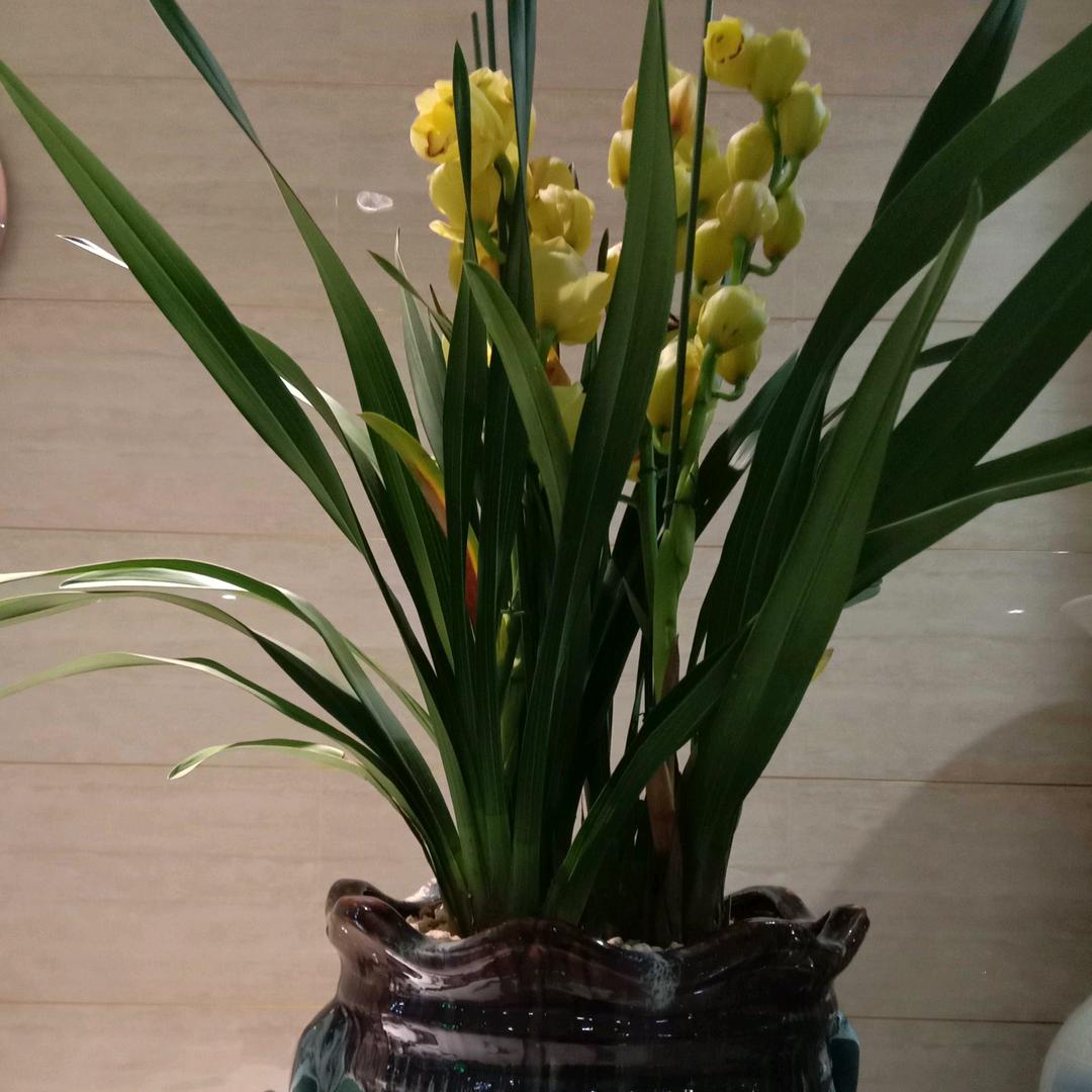 花舞共存