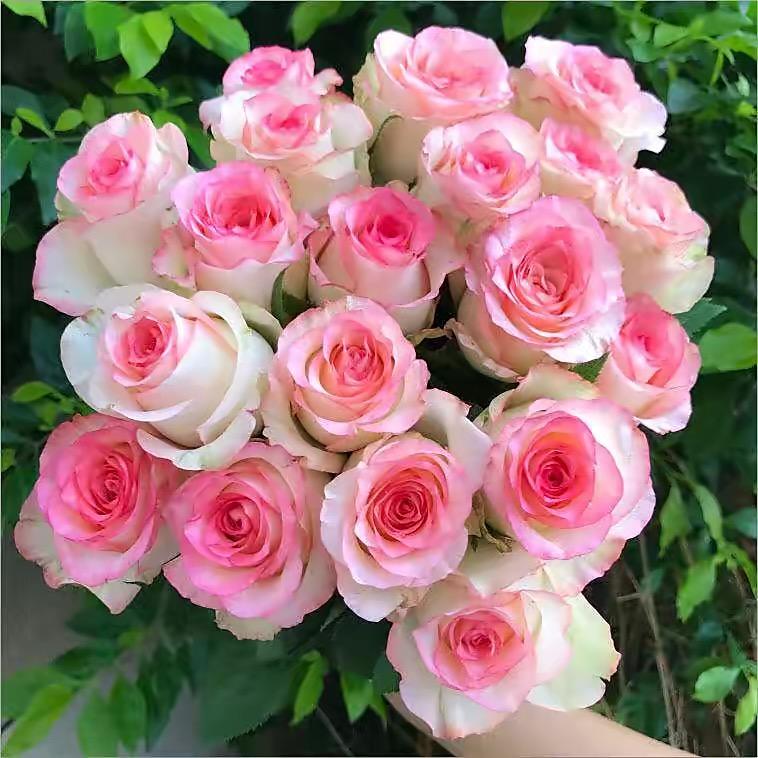 星沂园艺企业店